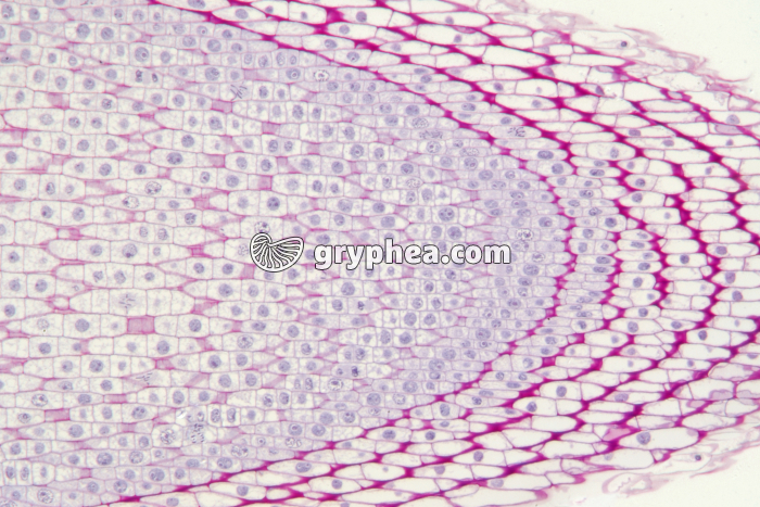 Racine de Blé - Zone subapicale CL x40 - gryphea.com